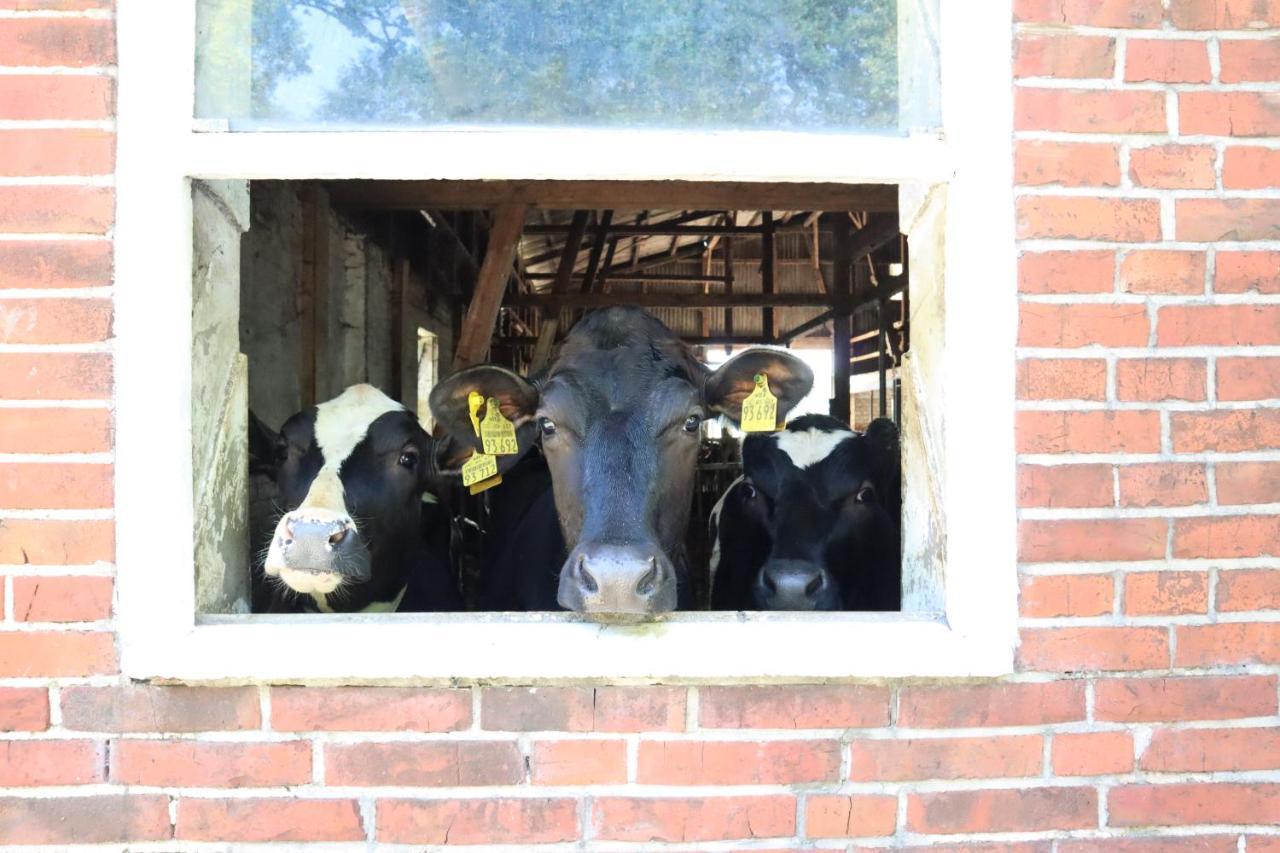 Ferienhaus Heinrichs Cappeler Niederstrich Buitenkant foto